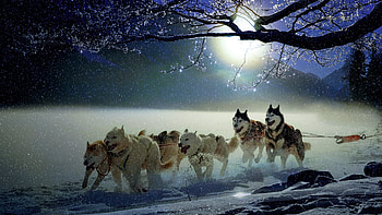 Moonlight, winter, dog, night, running, primavara, spring, dark, moon, iarna, husky, snow, luna, luminos, caine HD wallpaper