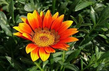 Flowers, Flower, Close-Up, Greens, Gazania, Ghazania HD wallpaper