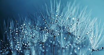 Close-up macro of dewdrops on delicate dandelion seeds creating a sparkling effect. HD wallpaper