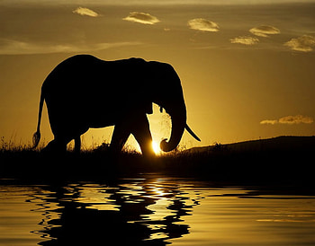 Sunset on Beauty, africa, water, elephant, sunset HD wallpaper