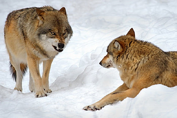 THE BOSS, threat, white, snow, fight, wolf HD wallpaper