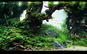 Aquarium live windows pinterest HD wallpaper