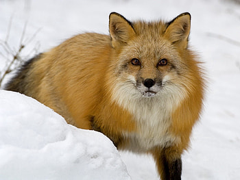 Animals, Winter, Snow, Fox, Muzzle, Fear HD wallpaper