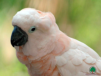 adi, birds, animals HD wallpaper