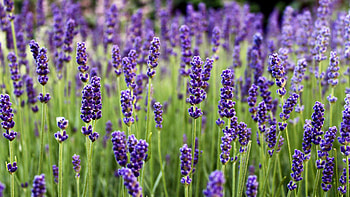 Lavender flowers, Farm flora, Nature , background HD wallpaper
