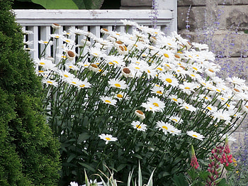 Garden Of Daisies, graphy, Flowers, Nature, Daisies, Garden HD wallpaper