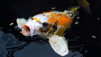 Kiemenschwellung bei Koi Fischen, Nippon Direct Koi, High-quality care, Optimal health HD wallpaper