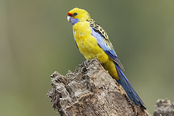 Yellow rosella (Platycercus elegans flaveolus), Animal, rosella HD wallpaper