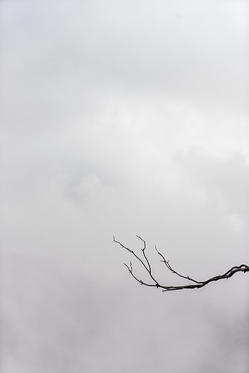 Sky, Minimalism, Branch, Bw, Chb HD phone wallpaper