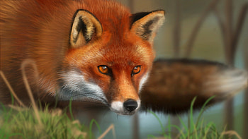 Red Fox, animal, great, awesome, , cute, , outstanding, wonderful, nice, fantastic, animals, amazing, adorable, marvellous, stunning, sweet, woods, beautiful, fox, super, pretty, red, forest, skyphoenixx1 HD wallpaper