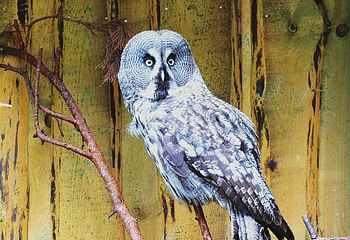 Owl., summer, nature, birds, animals HD wallpaper