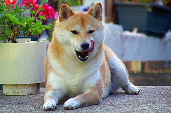 Akita dog , Akita breed, Beautiful dog, Loyal companion HD wallpaper