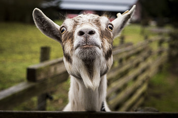 Animals, Muzzle, Cool, Goat HD wallpaper