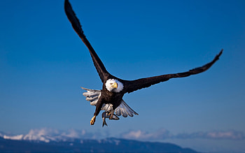 Animals, Birds, Eagles HD wallpaper
