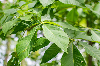 Buckeye Tree, Yellow blossoms, Purdue Fort Wayne, Woody perennial HD wallpaper