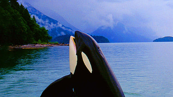 Willy 3: The Rescue, Willy HD wallpaper