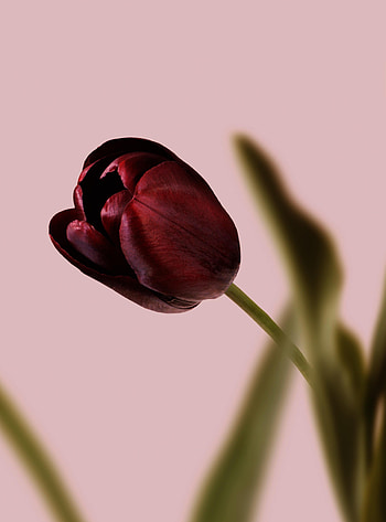 Flowers, Flower, Macro, Petals, Tulip HD phone wallpaper