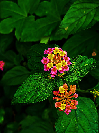 Lantana flower, red, Zedge , petal, blossoms HD phone wallpaper