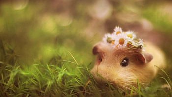 Animals, Grass, Hide, Guinea Pig HD wallpaper