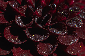 Red leaves, droplets HD wallpaper