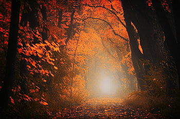 Autumn, forest, dirt road HD wallpaper