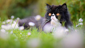 Outdoors, Persian Cats HD wallpaper