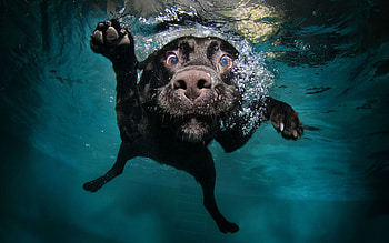 Animals, Dogs HD wallpaper