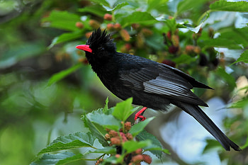 Animals, Leaves, Bird, Crest, Pappus HD wallpaper