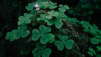 Traditional symbol, Irish culture, Shamrock pattern, Lucky charm HD wallpaper
