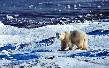 Animals, Ice, Snow, Ocean, Bear, Polar Bear HD wallpaper