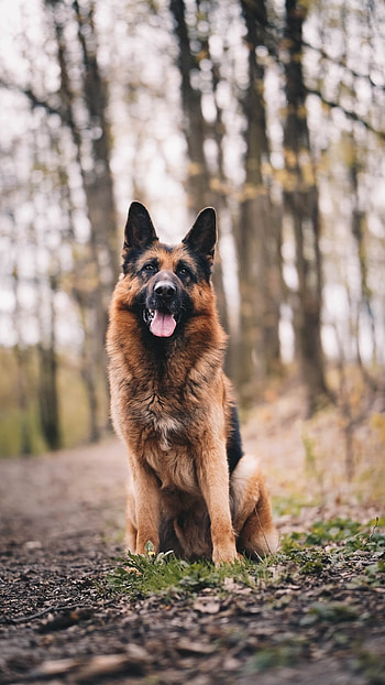 German Shepherd Dog, Beautiful, dog HD phone wallpaper