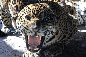 Animals, Jaguar, Grin, Muzzle, Big Cat, Sight, Opinion, Teeth HD wallpaper