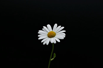 Portrait, white flower, minimal, daisy HD wallpaper