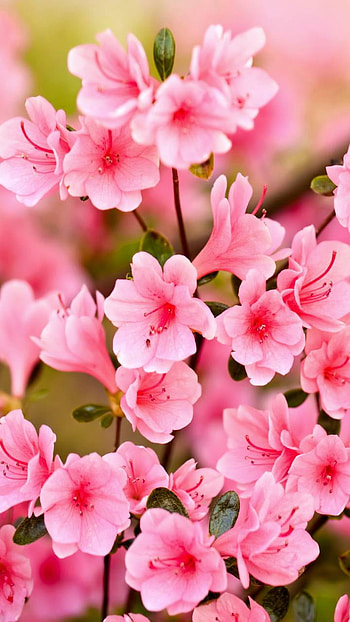 Pink Blossoms, pink flower, branch, sakura, flower, earth, nature, blossom HD phone wallpaper