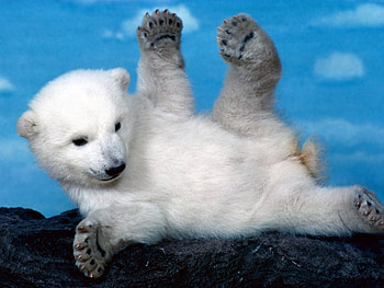 Animals, Bears HD wallpaper