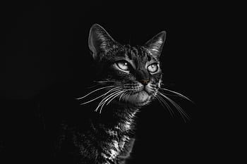 Elegant black and white portrait of a tabby cat with striking details and expressive eyes. HD wallpaper