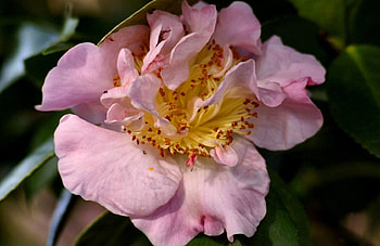 Light Pink Camellia 1, graphy, floral, romance, beauty, wide screen, camellia, flower, love HD wallpaper