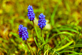 Portrait, hyacinth, flowers HD wallpaper