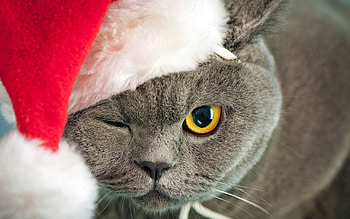 Animals, Cat, Muzzle, Sight, Opinion, Fat, Thick, Cap HD wallpaper