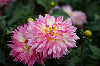 Pink Dahlias, Pink, Petals, Dalila, Dahlias, Flowers, Garden HD wallpaper