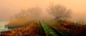 Spooky Path, mist, fog, plants, path, trees, road, grass, water HD wallpaper