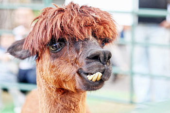Adorable alpacas, Heartwarming , Irresistible charm, Smiling faces HD wallpaper