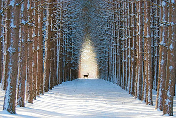 dreaming, forests, wood, deer, dream HD wallpaper