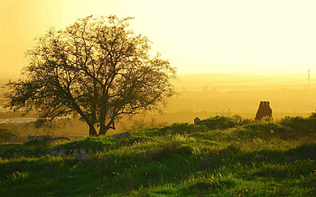 Nature, Sun, Dawn, Wood, Tree, Fog, Branches, Branch, Morning, Awakening HD wallpaper