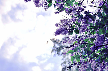 Lilac Flowers Tree, lilac, flowers, tree, nature HD wallpaper