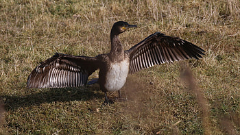 Cormorant, Natur wattenmeer dr jensen HD wallpaper