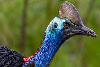 Casuariiformes order, Cassowary classification, Evolutionary connections, Nature's diversity HD wallpaper