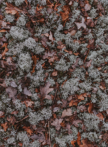 Autumn, Leaves, Macro, Earth, Land, Moss, Dry, Fallen HD phone wallpaper