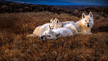 Arctic Wolf, Kingdom of the White Wolf, Arctic royalty, Mythical creature HD wallpaper