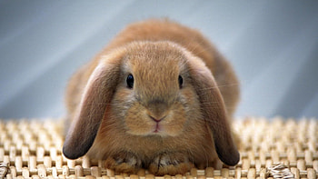 Bunny, Full , Rabbit and bunny, Cute animals HD wallpaper